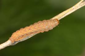 Attēlu rezultāti vaicājumam “Xestia baja”