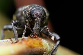 Attēlu rezultāti vaicājumam “Hylobius pinastri”