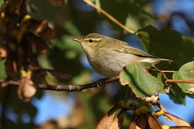 Image result for Phylloscopus borealis