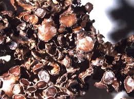 Attēlu rezultāti vaicājumam “Cetraria sepincola”