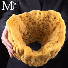 Attēlu rezultāti vaicājumam “Spongia”