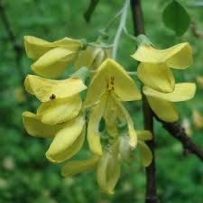 Attēlu rezultāti vaicājumam “Laburnum alpinum flower”