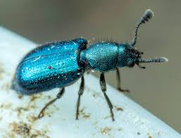 Attēlu rezultāti vaicājumam “Necrobia violacea”