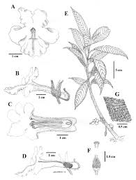Attēlu rezultāti vaicājumam “Trichia ambigua stalked”