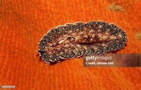 Attēlu rezultāti vaicājumam “Plathelminthes”