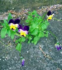 Image result for Viola x wittrockiana `Hiemalis`