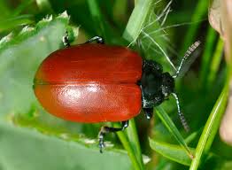 Attēlu rezultāti vaicājumam “Chrysomela populi”