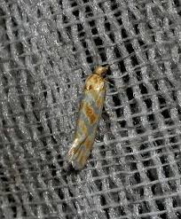 Attēlu rezultāti vaicājumam “Aethes margaritana”