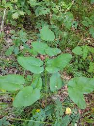 Attēlu rezultāti vaicājumam “Laserpitium latifolium leaf”