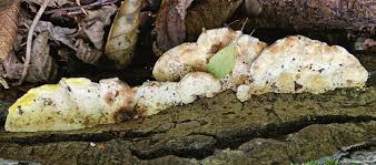 Attēlu rezultāti vaicājumam “Antrodiella serpula”