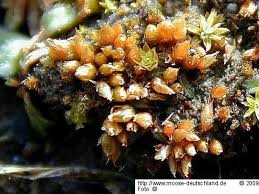 Attēlu rezultāti vaicājumam “Acaulon muticum”