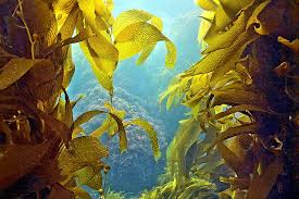 Attēlu rezultāti vaicājumam “Fucus vesiculosus”