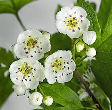 Attēlu rezultāti vaicājumam “Crataegus macracantha flower”