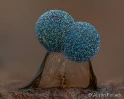 Attēlu rezultāti vaicājumam “Lamproderma arcyrioides macro”