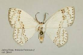 Attēlu rezultāti vaicājumam “Drepanidae”