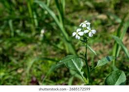 Attēlu rezultāti vaicājumam “Raphanus raphanistrum flower”