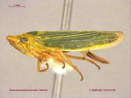 Attēlu rezultāti vaicājumam “Cicadellidae”