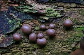 Attēlu rezultāti vaicājumam “Lycogala leopardinum macro”