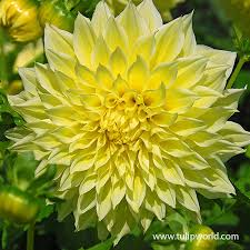 Image result for Dahlia x pinnata `Decorative Giants`
