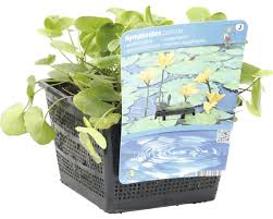 Image result for Seekanne