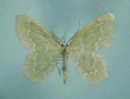 Attēlu rezultāti vaicājumam “Jodis putata”