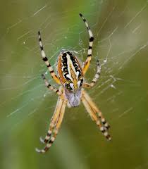 Attēlu rezultāti vaicājumam “Araneidae”