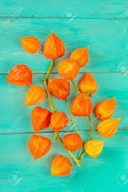 Attēlu rezultāti vaicājumam “Physalis alkekengi leaf”