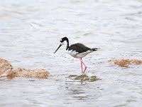 Image result for Hippolais caligata