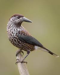 Attēlu rezultāti vaicājumam “Nucifraga caryocatactes”