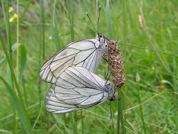 Attēlu rezultāti vaicājumam “Aporia crataegi female”