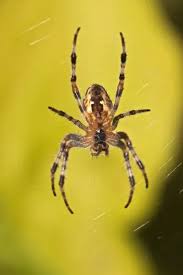 Attēlu rezultāti vaicājumam “Araneus diadematus”