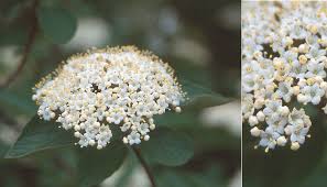 Attēlu rezultāti vaicājumam “Viburnum lantana  flower”