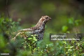 Attēlu rezultāti vaicājumam “Tetrastes bonasia”