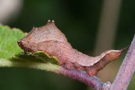 Attēlu rezultāti vaicājumam “Watsonalla binaria”