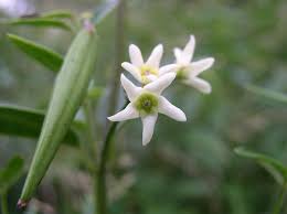 Attēlu rezultāti vaicājumam “Vincetoxicum hirundinaria flower”