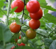 Attēlu rezultāti vaicājumam “Lycopersicon esculentum”
