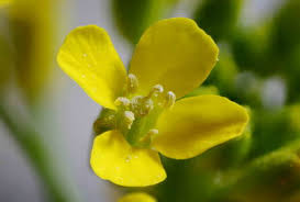 Attēlu rezultāti vaicājumam “Erysimum cheiranthoides flower”