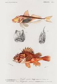 Image result for Scorpaena porcus