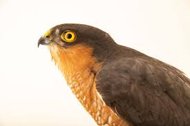 Attēlu rezultāti vaicājumam “Accipiter nisus”