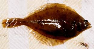 Image result for Limanda limanda