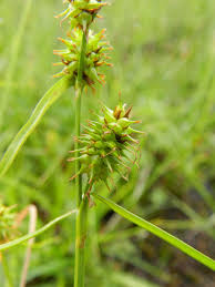 Attēlu rezultāti vaicājumam “Carex lepidocarpa leaf”