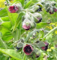 Attēlu rezultāti vaicājumam “Cynoglossum officinale leaf”