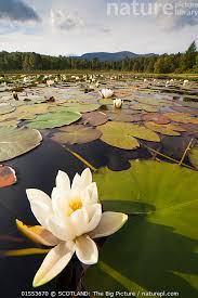 Attēlu rezultāti vaicājumam “Nymphaea alba flower”