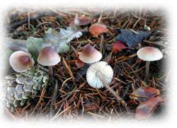 Attēlu rezultāti vaicājumam “Mycena zephirus”