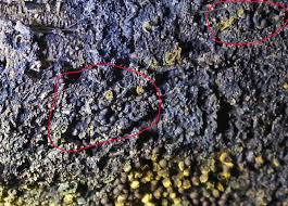 Attēlu rezultāti vaicājumam “Trichia longipalpis”