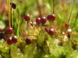 Attēlu rezultāti vaicājumam “Sphagnum sporophyte”