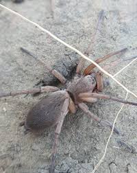 Attēlu rezultāti vaicājumam “Gnaphosidae”