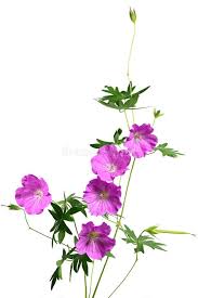 Image result for Geranium `Sandrine`