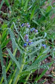 Attēlu rezultāti vaicājumam “Anchusa arvensis flower”