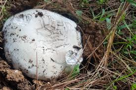 Attēlu rezultāti vaicājumam “Badhamia lilacina var. megaspora spores”